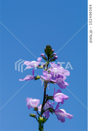 松葉海蘭 102496564