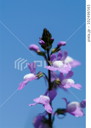 松葉海蘭 102496565