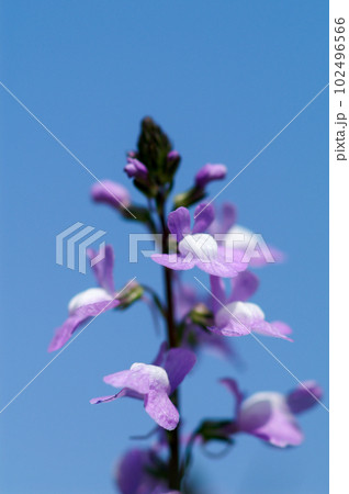 松葉海蘭 102496566