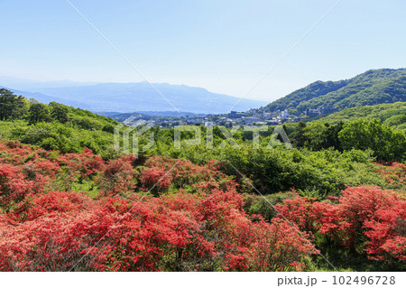 伊香保温泉 長峰公園 山つつじ 伊香保温泉 長峰公園 山つつじ 102496728