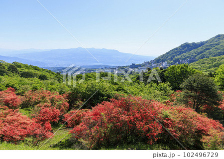 伊香保温泉　長峰公園　山つつじ 102496729