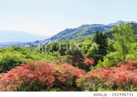 伊香保温泉　長峰公園　山つつじ 102496731