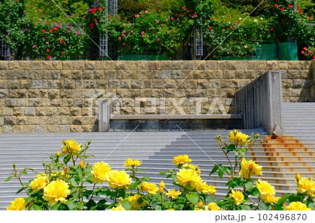 播磨中央公園バラ園 播磨中央公園バラ園 102496870