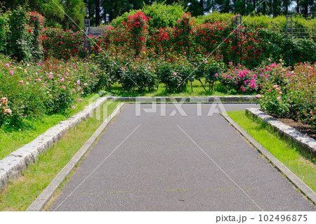 播磨中央公園バラ園 播磨中央公園バラ園 102496875