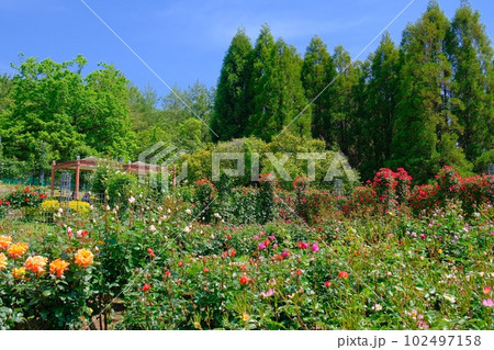 播磨中央公園バラ園 播磨中央公園バラ園 102497158