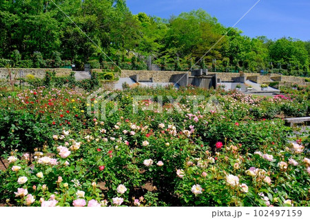 播磨中央公園バラ園 播磨中央公園バラ園 102497159