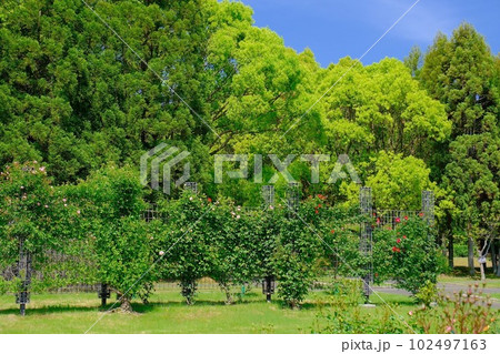 播磨中央公園バラ園 播磨中央公園バラ園 102497163