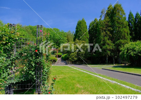 播磨中央公園バラ園 102497279