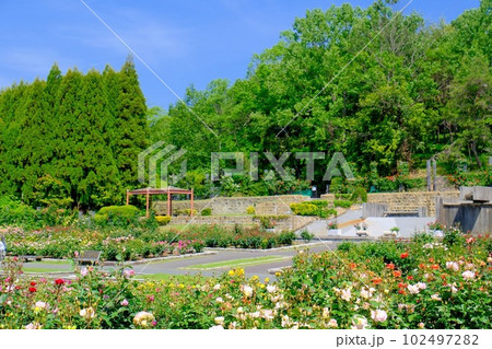 播磨中央公園バラ園 播磨中央公園バラ園 102497282