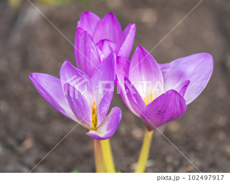 A close-up of Purple Crocus Flowers in Spring. A close-up of Purple Crocus Flowers in Spring. 102497917