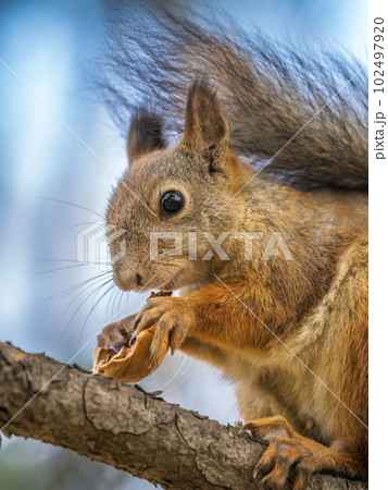 The squirrel with nut sits on tree in the autumn. Eurasian red squirrel, Sciurus vulgaris. 102497920