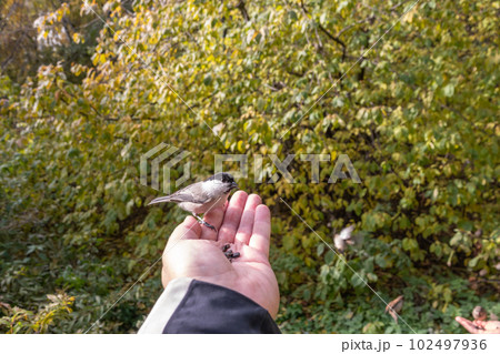 A willow tit sits on hand and eats seeds. Hungry bird willow tit eating seeds from a hand in winter or autumn A willow tit sits on hand and eats seeds. Hungry bird willow tit eating seeds from a hand in winter or autumn 102497936