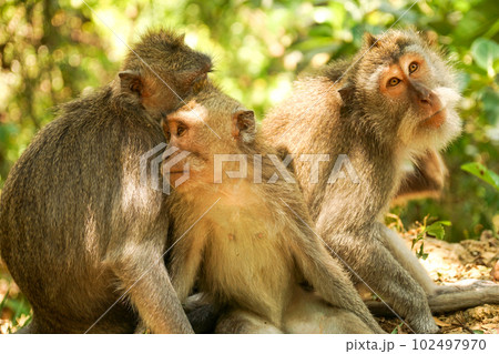 ウブドの名所、モンキーフォレストの三頭の猿 102497970