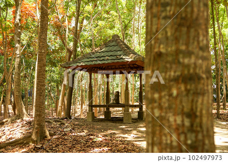 モンキーフォレストのベンチでくつろぐ一頭の猿 モンキーフォレストのベンチでくつろぐ一頭の猿 102497973