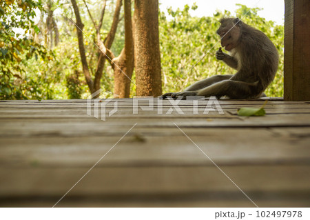 哀愁漂うモンキーフォレストの一頭の猿 102497978