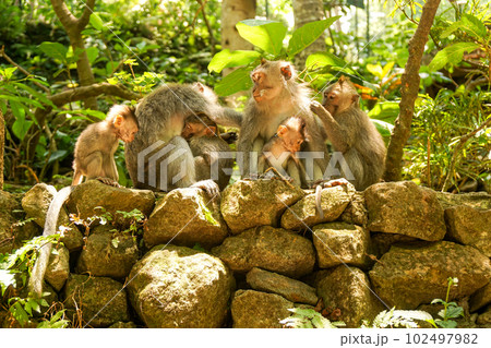 皆で毛繕いをするモンキーフォレストの猿たち 皆で毛繕いをするモンキーフォレストの猿たち 102497982