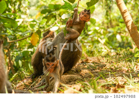 木のツルにぶら下がって遊ぶモンキーフォレストの小猿 木のツルにぶら下がって遊ぶモンキーフォレストの小猿 102497988