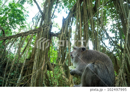 ウブドの観光地、モンキーフォレストの食事をする猿 102497995