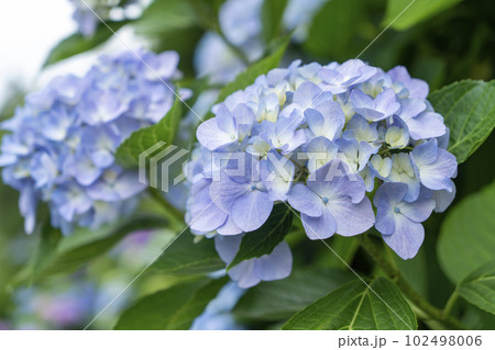 青紫の紫陽花の花 102498006