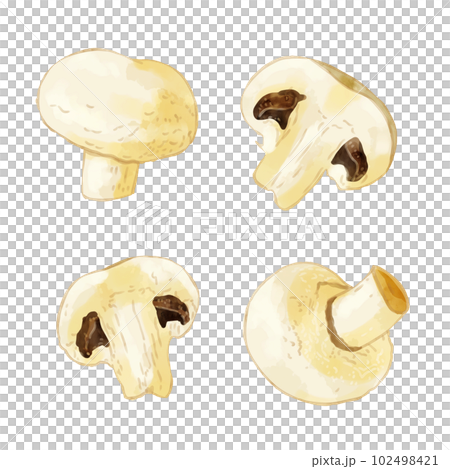 手繪水彩白蘑菇插圖集 手繪水彩白蘑菇插圖集 102498421