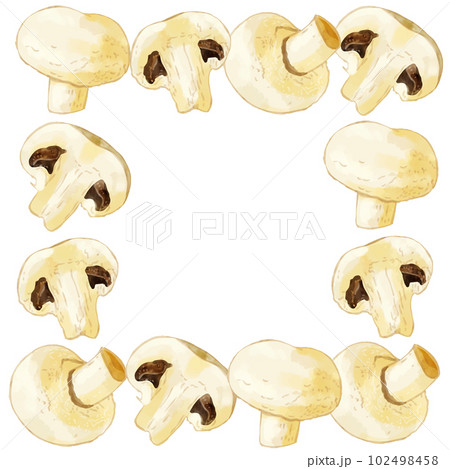 手描き水彩のホワイトマッシュルームイラスト正方形フレーム・囲み 102498458