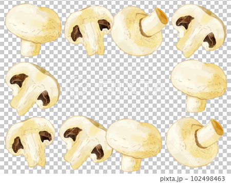 手描き水彩のホワイトマッシュルームイラスト長方形フレーム・囲み 102498463