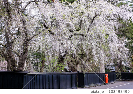 満開のしだれ桜咲くみちのく小京都 角館武家屋敷通り 満開のしだれ桜咲くみちのく小京都 角館武家屋敷通り 102498499