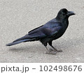右向きカラス全身 102498676