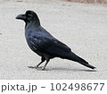 左向き歩くカラス 102498677