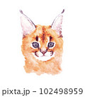 カラカルの赤ちゃん　水彩画 102498959