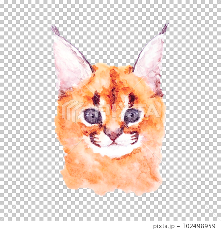 獰貓寶寶水彩畫 102498959