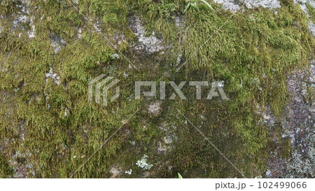 苔 102499066