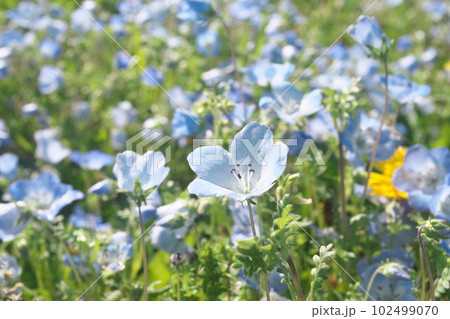 満開のネモフィラ 【緑背景】 102499070