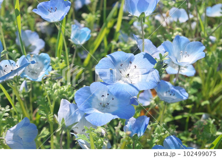 ネモフィラの青色花 【花背景】 ネモフィラの青色花 【花背景】 102499075