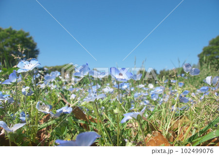満開のネモフィラ 【青空背景】 102499076