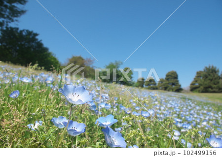 満開のネモフィラ 【青空背景】 102499156