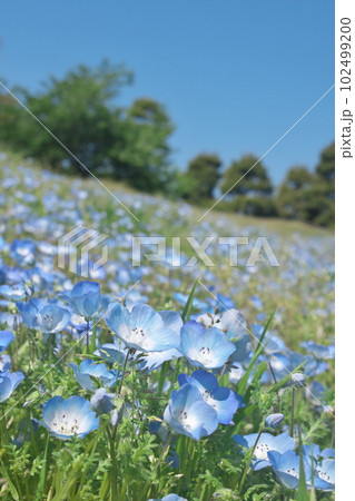 満開のネモフィラ 【青空背景】 満開のネモフィラ 【青空背景】 102499200