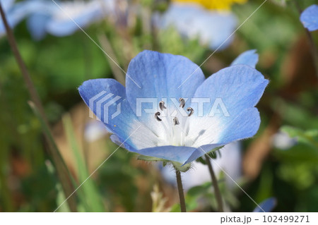 ネモフィラの青色花 【花背景】 102499271
