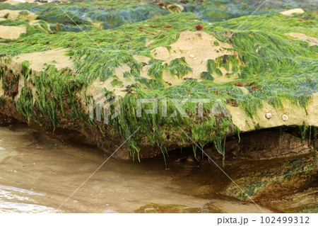 algae on the shores of the Mediterranean Sea in northern Israel algae on the shores of the Mediterranean Sea in northern Israel 102499312