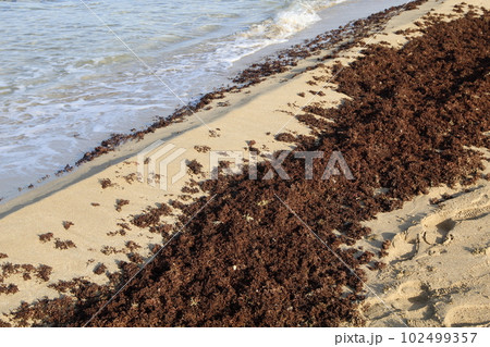 algae on the shores of the Mediterranean Sea in northern Israel algae on the shores of the Mediterranean Sea in northern Israel 102499357