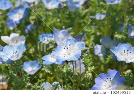 満開のネモフィラ【緑背景】 102499516