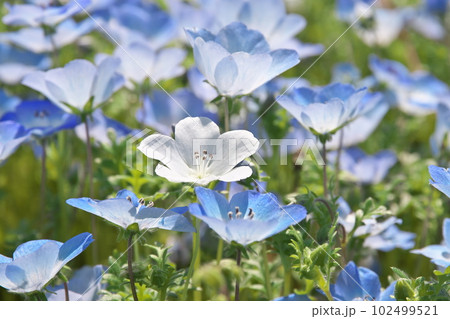 満開のネモフィラ【花背景】 102499521