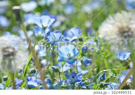 満開のネモフィラ【緑背景】 102499531
