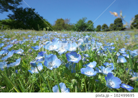 満開のネモフィラ 【青空背景】 102499695