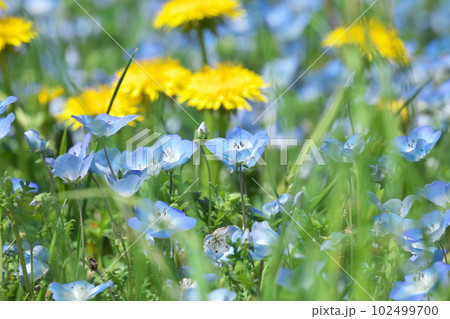 ネモフィラの青色花 【花背景】 102499700