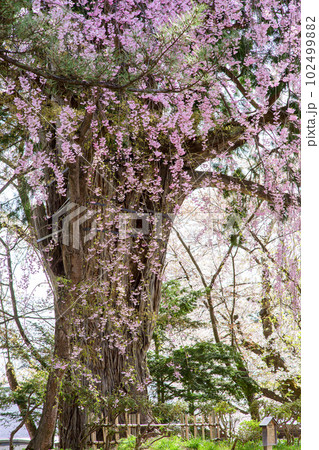 八重紅枝垂れ桜とネズコの巨樹 天然記念物 弘前城 青森県 八重紅枝垂れ桜とネズコの巨樹 天然記念物 弘前城 青森県 102499882