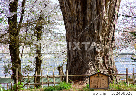 春　満開の桜とネズコの巨樹　天然記念物　弘前城　青森県 102499926