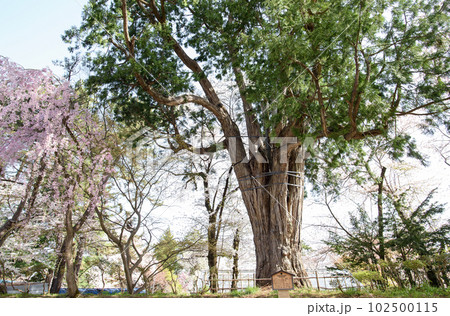 ネズコの巨樹　天然記念物　弘前城　青森県 102500115