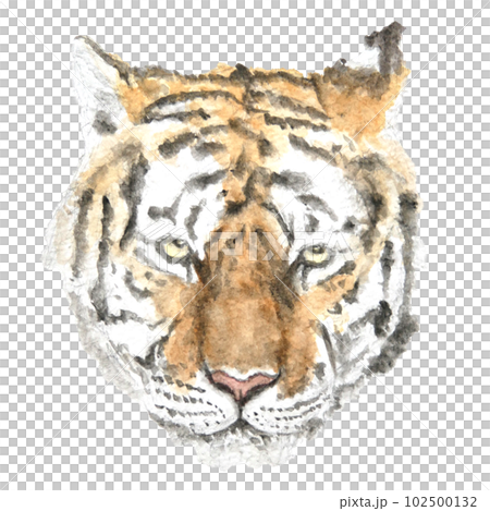 トラの顔 手描きの水彩画のイラスト素材 [102500132] - PIXTA