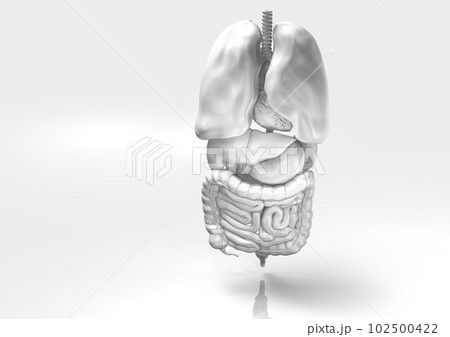 肺、心臓他、体内、内臓のシンプルなモノクロ3DCGイメージ(正面) 102500422